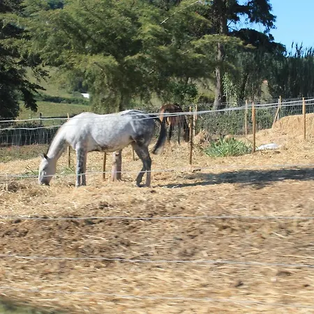 Ocean Country Freiria